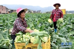 发展生态产业 助推乡村振兴 - 福州新闻网