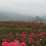 东桥玫瑰文化旅游节开幕    百亩玫瑰在闽清绽放 - 福州新闻网