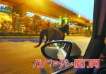 角嵩路上奔驰的马匹。(图片由微博网友提供) - 新浪