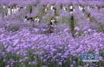 福州：“头顶上的紫色花海”迎风盛开 - 福州新闻网
