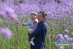 福州：“头顶上的紫色花海”迎风盛开 - 福州新闻网