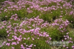 鼓岭五月迎来新一轮花季　红色三叶草花连片盛开 - 福州新闻网