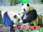 昨日，大熊猫“思念”“思筠筠”正式与观众见面。（本报记者 姚  凡 摄） - 新浪