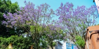 福州街头蓝花楹盛开 对湖路、麦园路成“紫色花海” - 福州新闻网