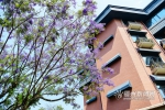 福州街头蓝花楹盛开 对湖路、麦园路成“紫色花海” - 福州新闻网