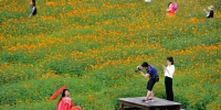 福州花海公园硫华菊开了　预计本周末进入盛花期 - 福州新闻网