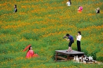 福州花海公园硫华菊开了　预计本周末进入盛花期 - 福州新闻网