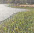 泉州西湖公园铺设440平方米生态浮岛 摇曳的绿浪 - 新浪
