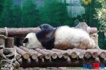 忙吃忙睡忙卖萌 大熊猫兄弟来厦半个月“圆”了不少 - 新浪