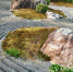 狩野元信营建的京都妙心寺退蔵院枯山水庭园的“元信之庭”，以景石组合及剪枝来表现立体，并用白砂绘曲线作水，极具中国水墨画画风。 - 福建新闻