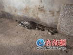 漳州：吃了土鸡后 3米长大蟒蛇赖在猪舍里不走了 - 新浪