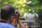 福州茶亭公园40多种碗莲开放成新景 吸引大批拍客 - 新浪