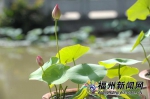 福州茶亭公园40多种碗莲开放成新景 吸引大批拍客 - 新浪