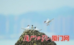 环岛路附近海域最近出现罕见的粉红燕鸥。（彭志伟 摄） - 新浪