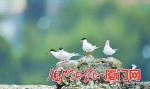 左边三只是粉红燕鸥，右边两只是黑枕燕鸥。（彭志伟 摄） - 新浪