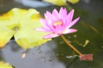 碗莲是微型莲花的统称，在中国碗莲有很长的栽培历史 （东南网记者林峰峰 摄） - 新浪