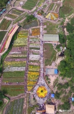 泉州丰泽区鲜花港的菊花展，从空中看去一把古琴饰于花海。（陈英杰摄影） - 新浪