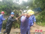 霞浦县长春镇多处树木倒地，当地政府迅速组织力量清障。　霞浦宣传部 摄 - 福建新闻