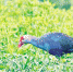 世界最美水鸟紫水鸡安家翔安。 - 新浪