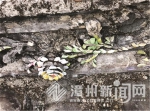 漳州诏安发现距今434年剪瓷雕 在明代万历年间雕刻 - 新浪