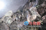 漳州三人溜进保护区 偷捕173只夜鹭宝宝被捕 - 新浪