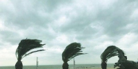 昨日，海边狂风大作，图为观音山的树木在风中摇曳。(实习生李彦欧摄) - 新浪
