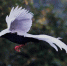 9月27日，一只白鹇在南靖县鹅仙洞自然保护区飞翔。 - 新浪