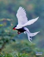 9月27日，一只白鹇在南靖县鹅仙洞自然保护区飞翔。新华社记者 梅永存 摄 - 新浪