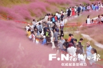 福州：网红粉草地现身牛岗山公园 粉色花海氤氲 - 新浪