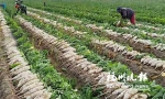 当地农户在盐池县的基地内采收白萝卜。 - 新浪