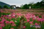 醉蝶花在福州尚属首次大面积种植。 - 新浪