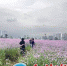 ▲一些市民踏进“紫色花海“拍照 - 新浪