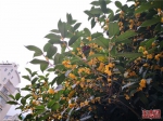 福州城区里数百棵桂花树盛开 金桂飘香沁人心脾 - 新浪