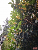 福州城区里数百棵桂花树盛开 金桂飘香沁人心脾 - 新浪