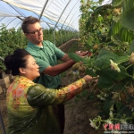 张艳璇博士（前）与澳大利亚Scott先生在实施“以螨治螨”的树莓园交流生物防治。 - 福建新闻