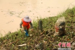 晋江组织人员清理岸边垃圾。　王华毅 摄 - 福建新闻