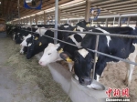 今年6月，梅溪村引进知名企业重组成立福建省鼎业生态农业有限公司，建设4100头标准化奶牛养殖项目。　敏忠 摄 - 福建新闻