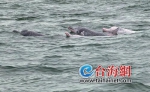 元旦小长假白海豚也“撒欢” 5只白海豚现身厦门海域 - 新浪