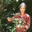 厦门82岁阿婆自费种数十种中草药 供人免费采摘 - 新浪