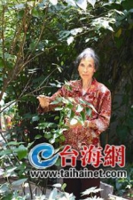 厦门82岁阿婆自费种数十种中草药 供人免费采摘 - 新浪