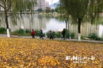 福州琴亭湖公园打造最美赏叶季 红黄缤纷犹如地毯 - 新浪