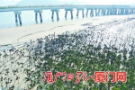 在海沧湾，成片的红树林被粘上黑色物质。 - 新浪