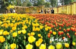 16万株！福州首个郁金香花海春节将在西湖迎客 - 新浪