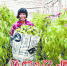 临近春节，郭山村的村民们在辣椒大棚里收获成熟的辣椒。 - 新浪