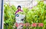 临近春节，郭山村的村民们在辣椒大棚里收获成熟的辣椒。 - 新浪