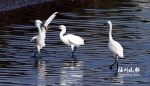 近期拍摄到的在湿地公园觅食的鸟类。闽江河口湿地国家级自然保护区管理处供图 - 新浪