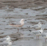 细嘴鸥（左）在我国是罕见的冬候鸟 - 新浪