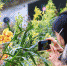 一名女士用手机拍摄兰花（3月8日摄）。 - 新浪