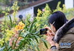 一名女士用手机拍摄兰花（3月8日摄）。 - 新浪