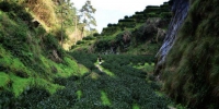 这是位于武夷山正岩核心区的牛栏坑茶园，茶园面积有限，每年产量也就1000多斤(3月13日摄)。新华社记者 魏培全 摄 - 福建新闻